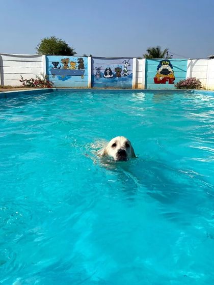 Fluffy Paws Pet Resort - Dog Park & Swimming Pool Splash & Swim: Our Human-Friendly Pool photo 42