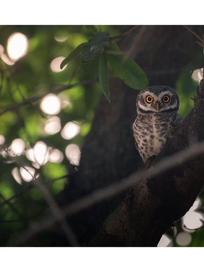 A Spotted Owlet peeks from behind a tree, its bright eyes standing out against the bokeh of the background lights. This is a perfect example of finding wildlife in unexpected urban corners.