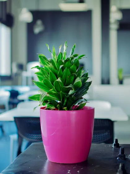 A pop of color can brighten any desk. This Dracaena plant in a vibrant pink pot is a great example of a simple, low-maintenance desk plant that adds energy to a workspace.
