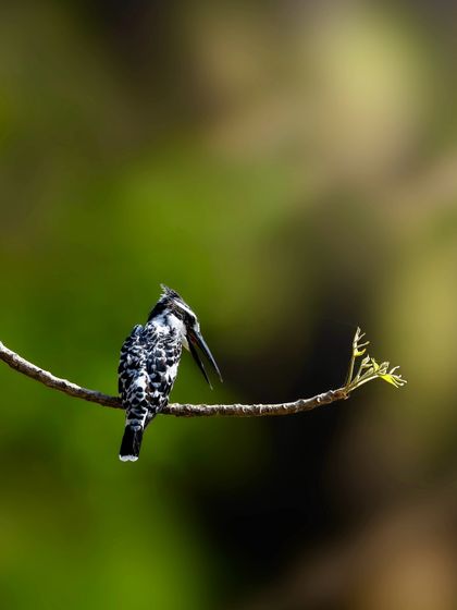 A pied kingfisher perched on a branch. The black and white plumage is striking against the soft green background.