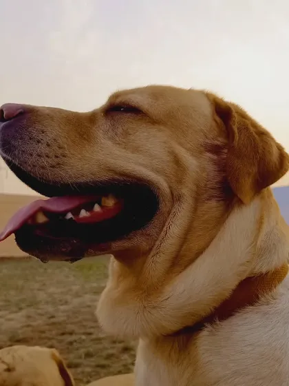 A happy Labrador soaking up the good vibes. We strive to be a place where every dog can feel this relaxed and content.