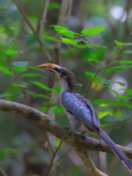 A full view of the endemic Sri Lankan Grey Hornbill, showcasing its plain grey plumage and long tail. These birds are an important part of Sri Lanka's unique biodiversity.