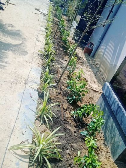 The initial stage of a garden bed project. We prepare the soil and carefully place each plant according to the design plan, ensuring proper spacing for healthy growth.