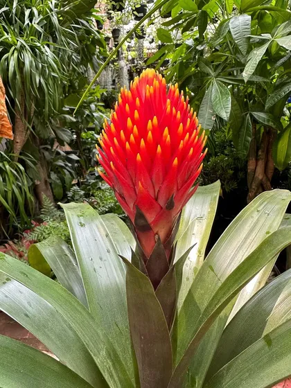 The Guzmania Conifera is an exotic bromeliad with a spectacular, cone-like flower spike that transitions from red to orange to yellow. It provides a long-lasting burst of vibrant, tropical color.