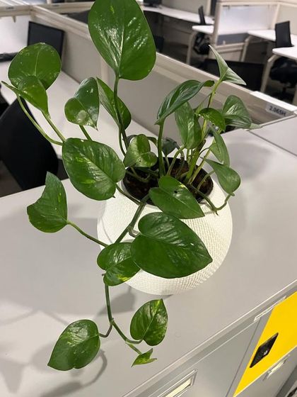 Rakshith Landscaping - Landscape Design & Installation Plant & Tree Supply photo 55