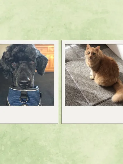 Photos of the poodle and cat from Gwen Chawla's review. They are now happily settled in their new home.