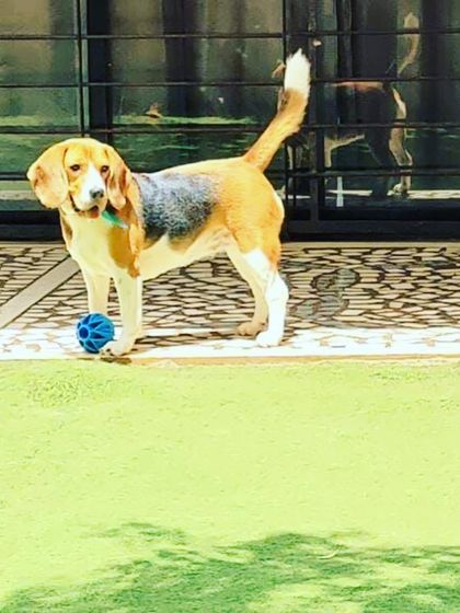 Becky's Bow Wow House - Dog Boarding (Overnight & Long-Term) Pawsitive Vibes: Our Happy Guests photo 18