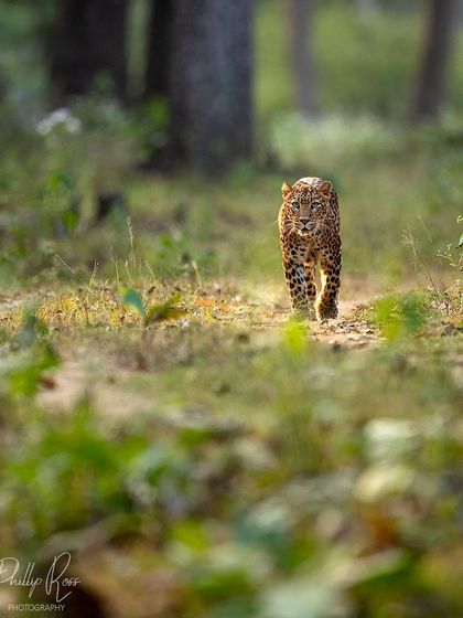 An elusive head on shot of a leopard emerging from the forest undergrowth in Kabini. These moments are fleeting and require quick reflexes and a ready camera.