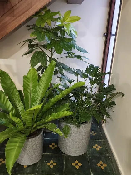 Unused spaces like the area under a staircase are perfect for creating a small plant feature. I grouped a Bird's Nest Fern and a Philodendron here to turn a forgotten corner into a lively green nook.