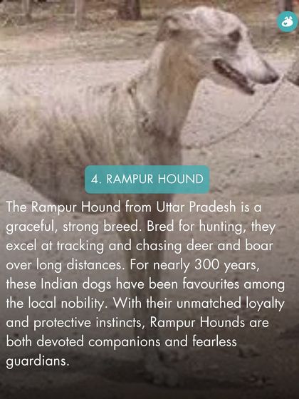 The Pack - Online Pet Parent Community A Voice for Every Dog photo 51