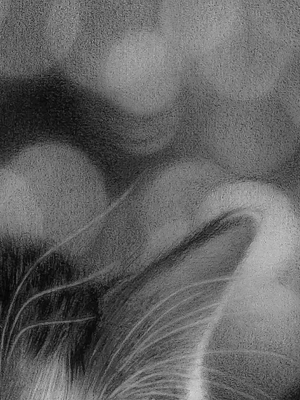 Another detail shot of the cat, showing the whiskers and the bokeh effect in the background.