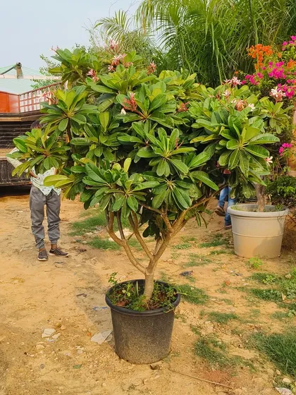A healthy Plumeria plant at the nursery, with other colourful plants in the background. It's a must-have for anyone who loves fragrant flowers.