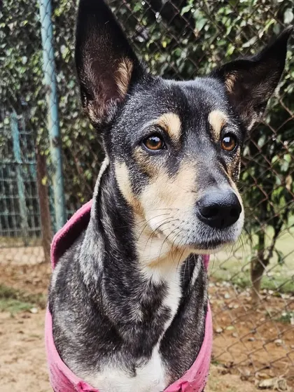A beautiful close-up of Bira, a lovely black and tan Indie.