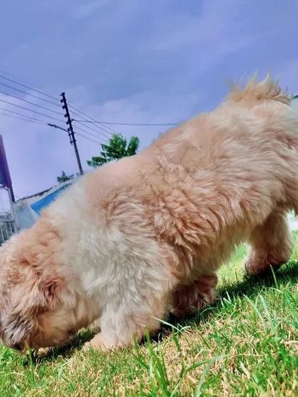 A well-groomed pet is a happy pet. After a day at our salon, your furry friend will be feeling light and energetic, ready for playtime in the park, just like this fluffy pup enjoying the fresh grass.