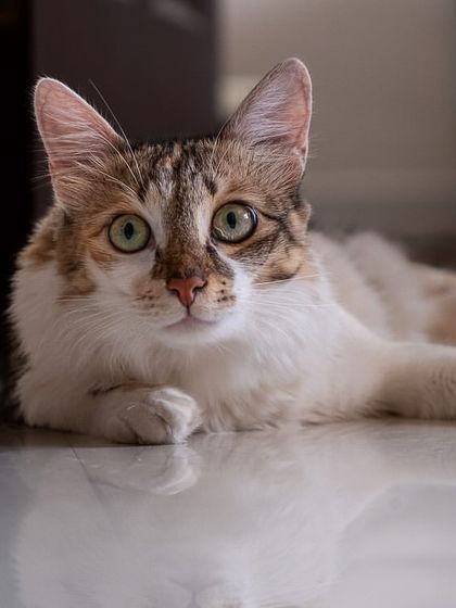 A stunning, relaxed portrait of Hermione lying on the floor. Her calm demeanor and direct gaze show how comfortable she is in her own space.