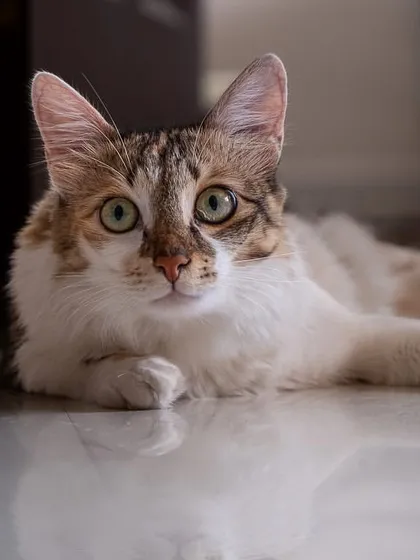 A stunning, relaxed portrait of Hermione lying on the floor. Her calm demeanor and direct gaze show how comfortable she is in her own space.