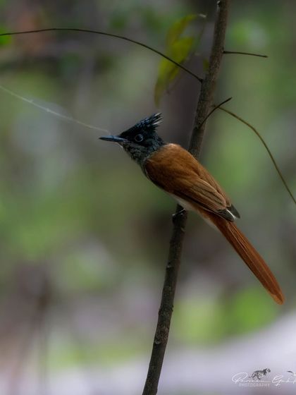 An Indian Paradise Flycatcher (cinnamon morph) with its long tail streamers.