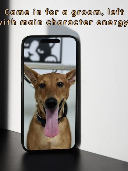 Oh My Dawg - Pet Grooming Services Grooming Glow-Ups: Before & After photo 6