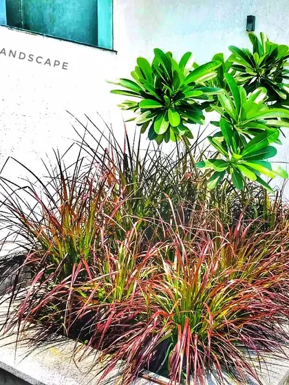 A key part of my design work is selecting the right plants. This planter shows a combination of textures and colors, with vibrant red fountain grass providing a contrast to the bright green foliage of the Plumeria plant behind it.