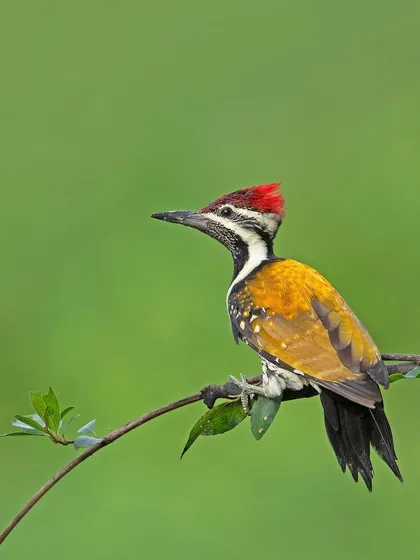 A Lesser Goldenback woodpecker, its bright red crest and golden back feathers shining against the green foliage.