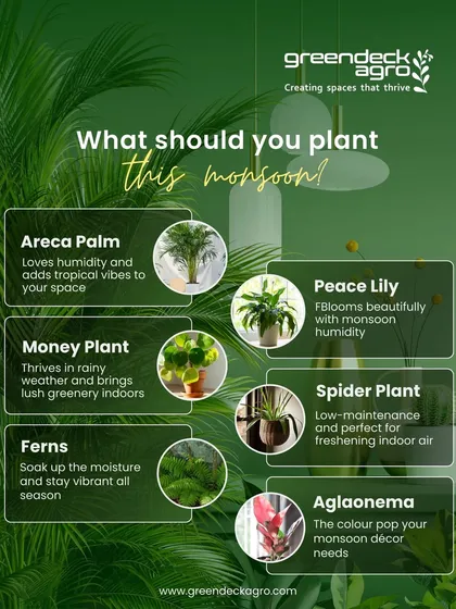 Wondering what to plant this monsoon? We recommend humidity-loving plants like Areca Palm, Peace Lily, and Ferns. They thrive in the rainy season and keep your indoor air fresh.