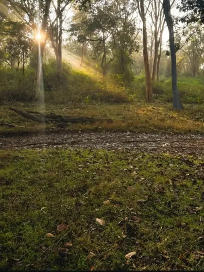 Sunbeams filtering through the trees in the early morning at Nagarahole. The forest itself is as beautiful and captivating as the animals that live in it.