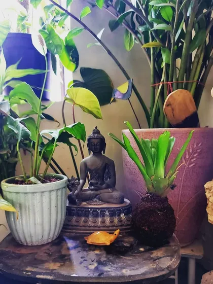 I love creating calm, green corners like this one. Here, a Kokedama plant sits next to a Buddha statue and other potted tropicals, like a ZZ plant and a Monstera. This arrangement brings a sense of peace and tranquility to the space.