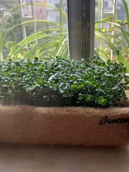 This is a dense, lush crop of broccoli microgreens growing in one of my coir grow bags. My DIY kits come with everything you need, including seeds and a sprayer, to easily grow your own superfoods at home.