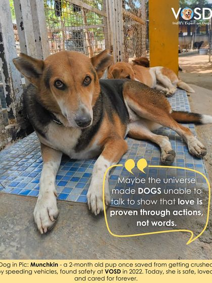 This is Munchkin today, safe and loved. She was once a tiny 2-month-old pup saved from being crushed by traffic. Now, she is cared for forever.