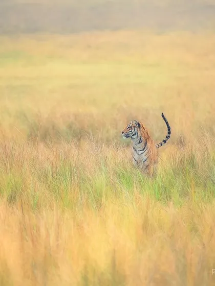 The tiger's tail, held high, signals its confidence as it moves through its domain. This painterly edit emphasizes the motion and the vibrant colors of the grasslands, creating a dynamic piece of fine art.