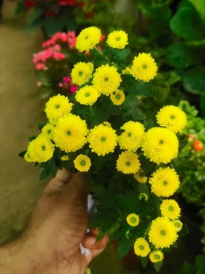 A handful of bright yellow button Chrysanthemums. These cheerful flowers are perfect for adding a spot of sunshine to your home.