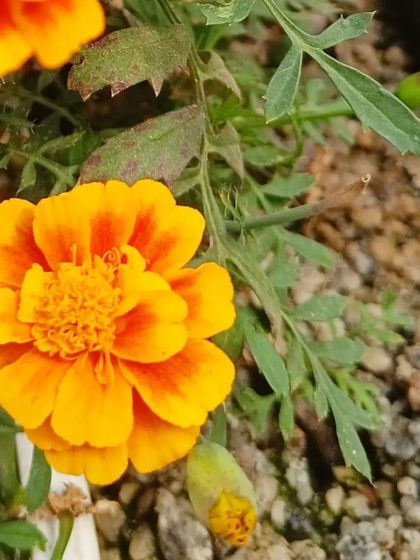 A gallery of the many different flowers I have successfully grown, showing a wide range of colors and types.