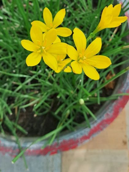 Bhardwaj - Urban Gardening Consultation A Riot of Colorful Flowers photo 229