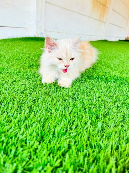 Fluffy Paws Pet Resort - Pet Boarding & Daycare The Cattery: A Dog-Free Sanctuary photo 25