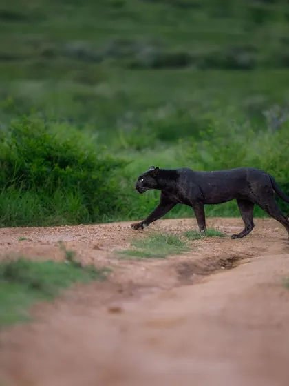 Many people don't realize that the "black panther" of Africa is actually a melanistic leopard. Spotting this rare, shadowy cat as it crossed a path in Laikipia was a dream come true. Its dark coat makes it a master of camouflage, a true ghost of the forest.
