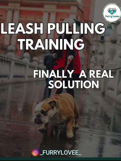Leash pulling is a common problem with a real solution. My training provides a final fix, helping you regain control and enjoy your walks again.