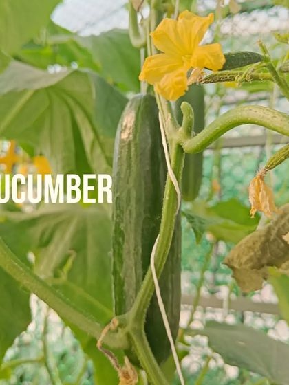 More shots of our cucumbers, from tiny starters to full-sized and ready to harvest.