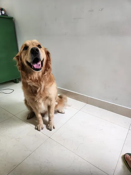 A happy, healthy smile from Mufasa, a gorgeous Golden Retriever, during his pre-travel boarding stay. We focus on keeping pets relaxed and cheerful before they embark on their journey to a new home.