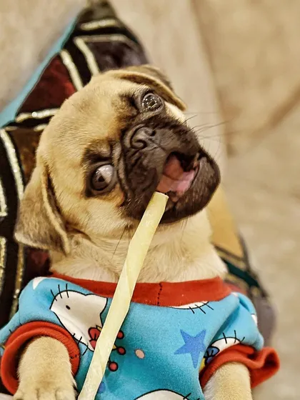 The head tilt, the wide eyes, the treat hanging from his mouth. This little pug's quirky personality came shining through in this shot. I focus on capturing these funny, candid moments that truly define who your pet is when they're just being themselves at home.