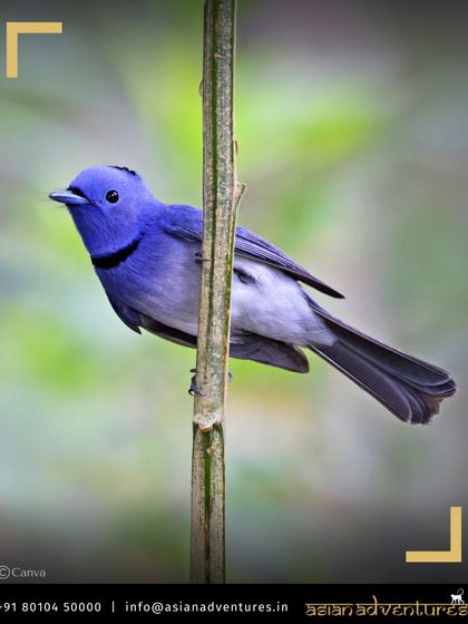 Birdwatching Sanctuaries of India photo 10