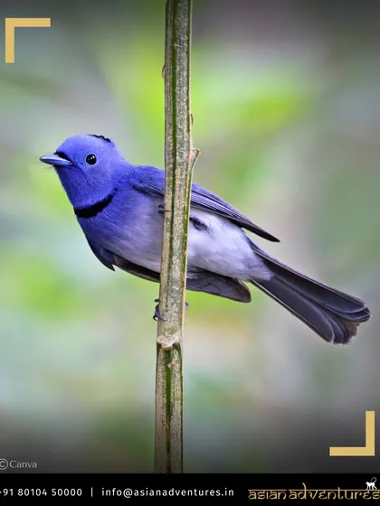 A Black-naped Monarch, a small and elegant flycatcher, perches on a bamboo stalk in Central India. Our tiger safaris are also fantastic birding opportunities, with diverse species found in the forest understory.