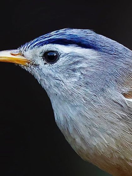 A close profile of a Blue-winged Minla against a dark background. The shot highlights the fine, hair-like feathers on its head and its pale, delicate beak.