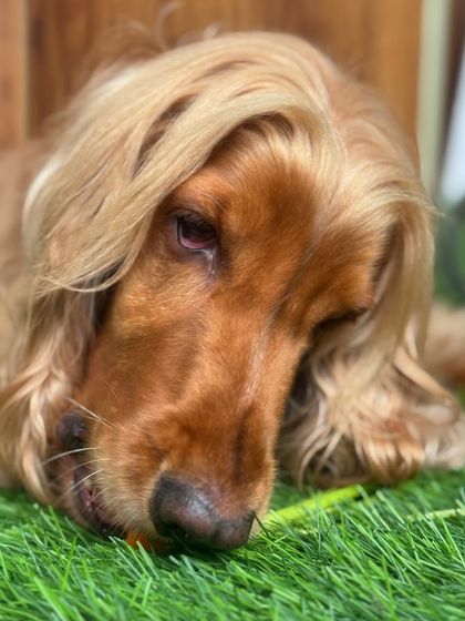 A close-up of Posto enjoying his carrot. It's a great way to keep his teeth clean and satisfy his need to chew.