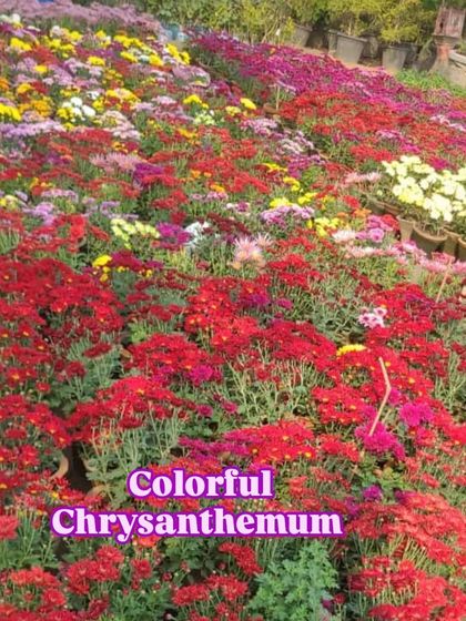 A stunning display of red and yellow Chrysanthemums in my nursery.