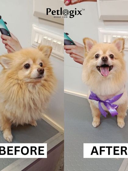 This Pomeranian's before and after is one of our favorites. A good grooming session not only improves looks but also boosts their happiness and comfort.
