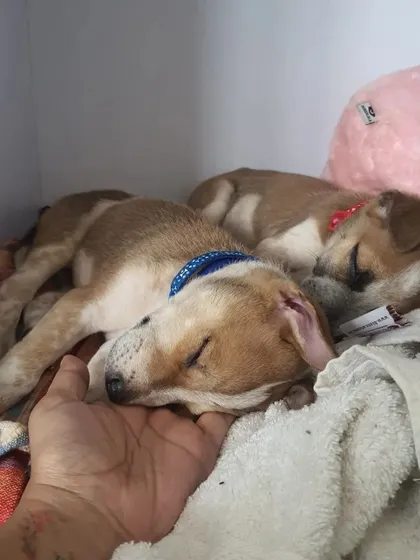A sleepy cuddle with foster puppies Tobasco and Cider. Fostering is such a rewarding way to help animals in need.