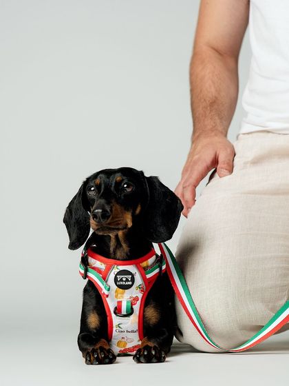 Rohit - Commercial Pet Product Photography Studio Product Photography photo 4