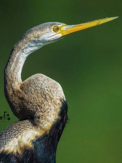 A portrait of the snake-like neck of an Indian Darter. These birds are also known as snakebirds for their habit of swimming with only their neck and head above water.