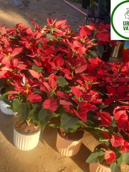 A collection of red Poinsettia plants in pots, ready for decoration.