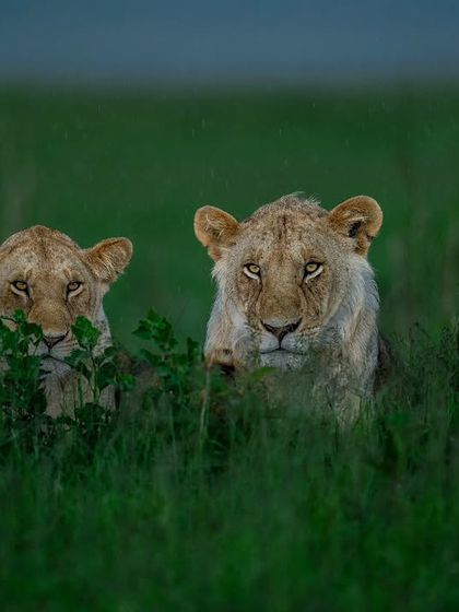 Lions & Cheetahs of the African Savannah photo 7